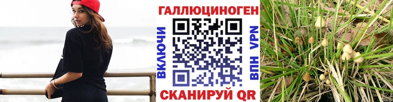 хочу   Будённовск  Галлюциногенные грибы Psilocybine cubensis 